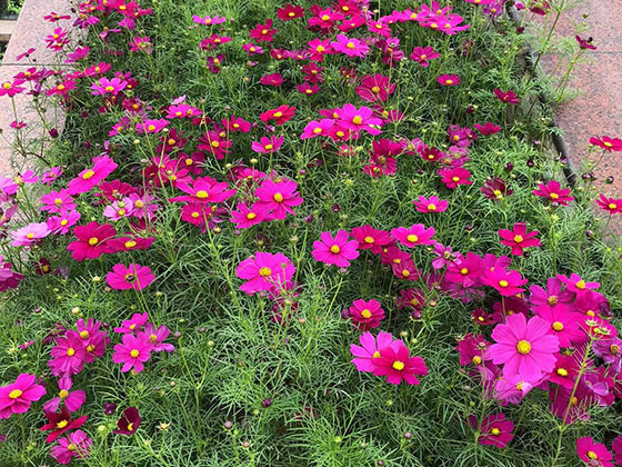 焦作阳台鲜花|挖树种树